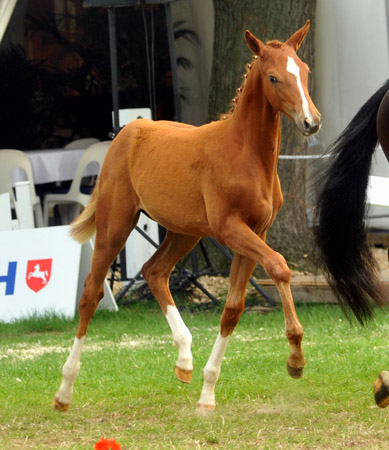 Stutfohlen Varinia von Symont u.d. Pr.u.StPrSt. Vittoria v. Exclusiv - Trakehner Gestt Hmelschenburg - Foto: Beate Langels - Trakehner Gestt Hmelschenburg
