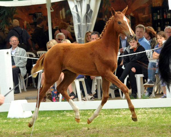 Stutfohlen von Symont u.d. Pr.u.StPrSt. Vittoria v. Exclusiv - Trakehner Gestt Hmelschenburg - Foto: Beate Langels - Trakehner Gestt Hmelschenburg