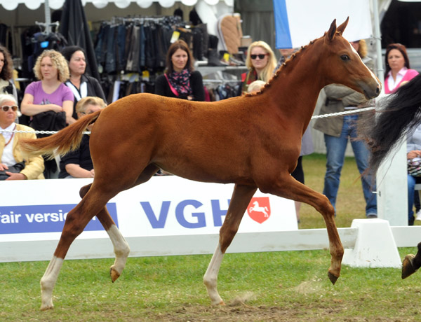 Stutfohlen von Symont u.d. Pr.u.StPrSt. Vittoria v. Exclusiv - Trakehner Gestt Hmelschenburg - Foto: Beate Langels - Trakehner Gestt Hmelschenburg