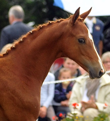 Stutfohlen von Symont u.d. Pr.u.StPrSt. Vittoria v. Exclusiv - Trakehner Gestt Hmelschenburg - Foto: Beate Langels - Trakehner Gestt Hmelschenburg