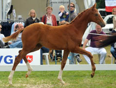 Trakehner Stutfohlen von Symont u.d. Prmienstute Vittoria v. Excluiv, Foto: Beate Langels