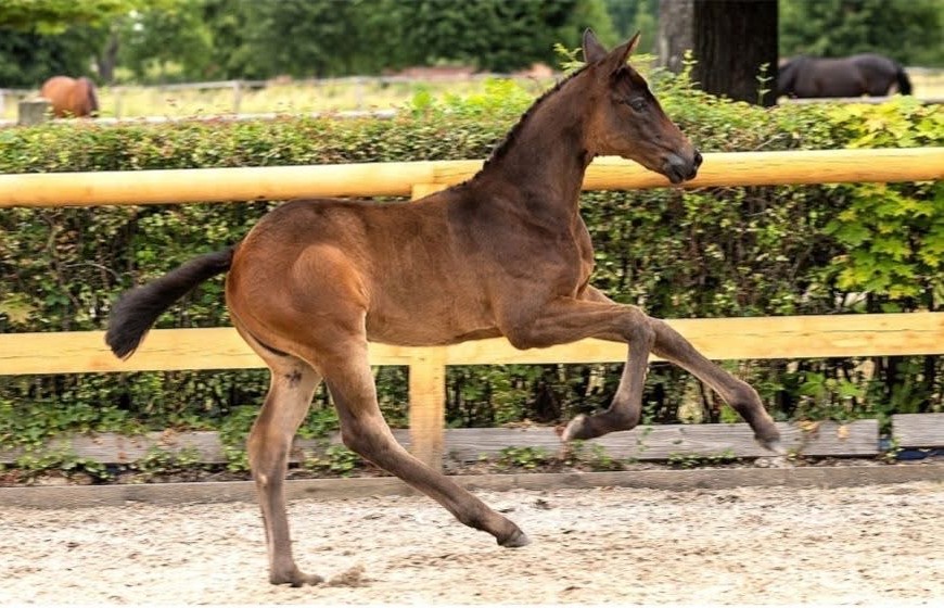 Stutfohlen von Sutherland u.d. New Sun v. Kwahu  - Foto: Trakehner Verband