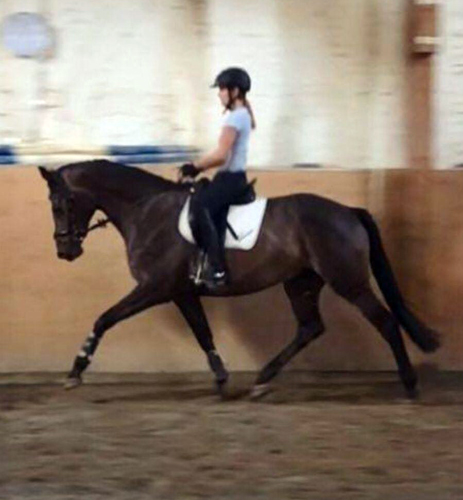 3 Jahre alt: Wallach von Saint Cyr u.d. Princess B von Coriander - Foto: privat - Gestt Hmelschenburg