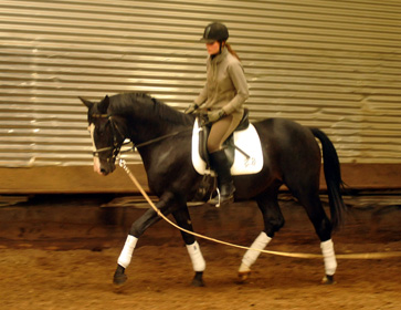 Ein erster Satteltest: Schwalbenprinz - Trakehner von Kostolany u.d. Pr. u. StPrSt. Schwalbenfeder v. Summertime