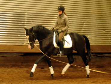 Ein erster Satteltest: Schwalbenprinz - Trakehner von Kostolany u.d. Pr. u. StPrSt. Schwalbenfeder v. Summertime