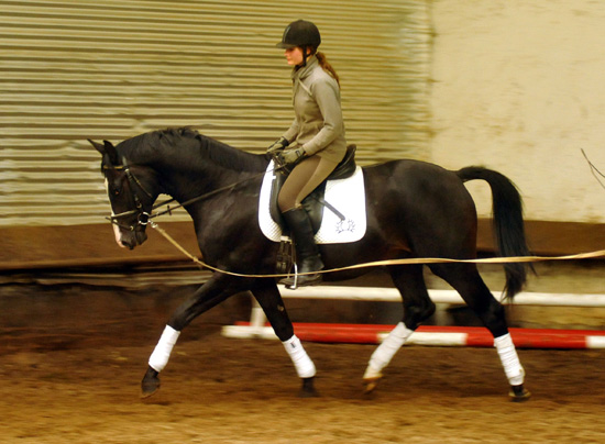 Ein erster Satteltest: Schwalbenprinz - Trakehner von Kostolany u.d. Pr. u. StPrSt. Schwalbenfeder v. Summertime