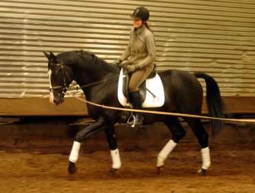 Ein erster Satteltest: Schwalbenprinz - Trakehner von Kostolany u.d. Pr. u. StPrSt. Schwalbenfeder v. Summertime