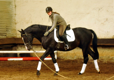 Ein erster Satteltest: Schwalbenprinz - Trakehner von Kostolany u.d. Pr. u. StPrSt. Schwalbenfeder v. Summertime