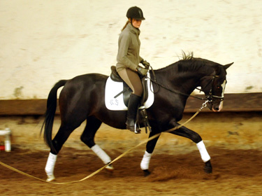 Ein erster Satteltest: Schwalbenprinz - Trakehner vonn Kostolany u.d. Pr. u. StPrSt. Schwalbenfeder v. Summertime