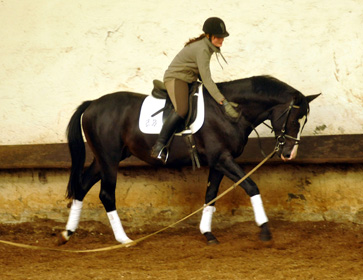 Ein erster Satteltest: Schwalbenprinz - Trakehner von Kostolany u.d. Pr. u. StPrSt. Schwalbenfeder v. Summertime