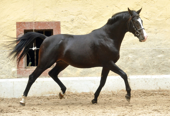 Zweijhriger Trakehnerhengst von Kostolany u.d. Pr. u. StPrSt. Schwalbenfeder v. Summertime