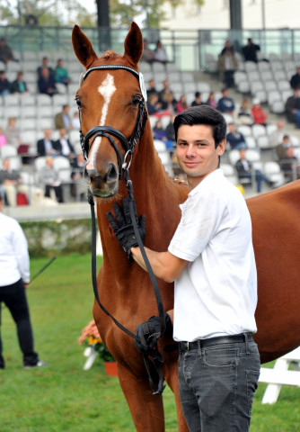 Varinia von Symont u.d. Pr.u.StPrSt. Vittoria v. Exclusiv - Trakehner Gestt Hmelschenburg - Foto: Beate Langels - Trakehner Gestt Hmelschenburg