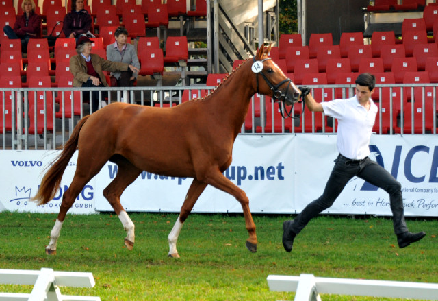 Varinia von Symont u.d. Pr.u.StPrSt. Vittoria v. Exclusi - Foto: Beate Langels, Trakehner Gestt Hmelschenburg