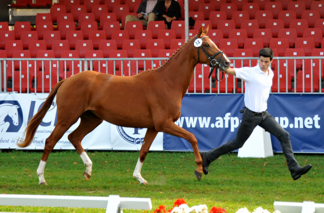 Varinia von Symont u.d. Pr.u.StPrSt. Vittoria v. Exclusi - Foto: Beate Langels, Trakehner Gestt Hmelschenburg