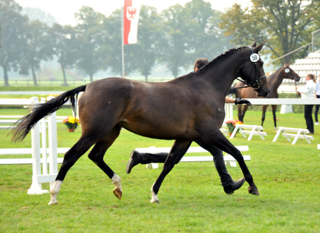 Kendra von Freudenfest  - 1b Preistrgerin der 6. Trakehner Bundesstutenschau in Neustadt/Dosse - Foto: Sabine Langels - Gestt Schplitz