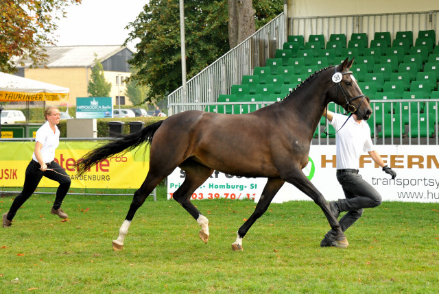 Kendra von Freudenfest  - 1b Preistrgerin der 6. Trakehner Bundesstutenschau in Neustadt/Dosse - Foto: Sabine Langels - Gestt Schplitz