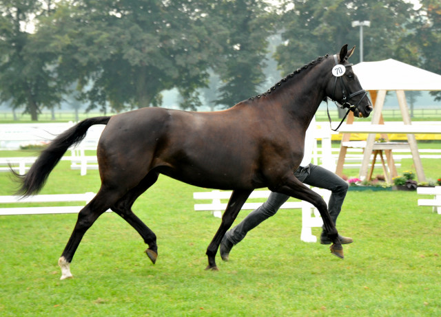 Grace Conelly von Shavalou u.d. Elitestute Gloriette v. Kostolany und Johanne Benseler, Foto: Beate Langels