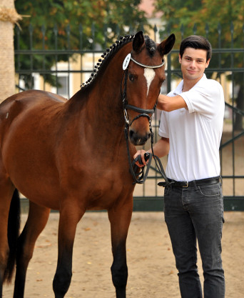 Trakehner Stute Katniss Everdeen von Saint Cyr u.d. Prmien- und Staatsprmienstute Karena v. Freudenfest - Foto: Beate Langels, Trakehner Gestt Hmelschenburg