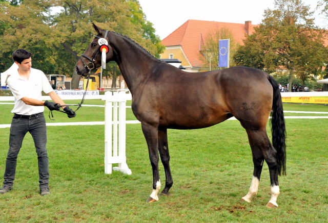 Kendra von Freudenfest  - 1b Preistrgerin der 6. Trakehner Bundesstutenschau in Neustadt/Dosse - Foto: Sabine Langels - Gestt Schplitz