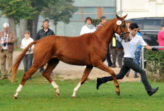 Varinia von Symont u.d. Pr.u.StPrSt. Vittoria v. Exclusi - Foto: Beate Langels, Trakehner Gestt Hmelschenburg