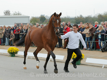 Trakehner Hengst HIGH MOTION von Saint Cyr u.d. Hanna v. Summertime  - Foto: Beate Langels, Trakehner Gestt Hmelschenburg
