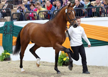 Trakehner Hengst HIGH MOTION von Saint Cyr u.d. Hanna v. Summertime  - Foto: Beate Langels, Trakehner Gestt Hmelschenburg