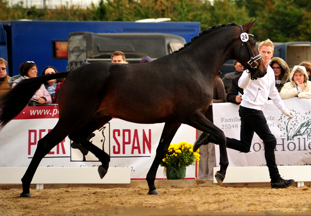 High Five - Trakehner Prmienhengst 2016  von Saint Cyr u.d. Hanna v. Summertime  - Foto: Beate Langels -
Trakehner Gestt Hmelschenburg