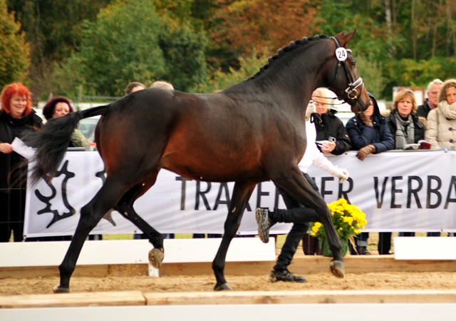 High Five - Trakehner Prmienhengst 2016  von Saint Cyr u.d. Hanna v. Summertime  - Foto: Beate Langels -
Trakehner Gestt Hmelschenburg