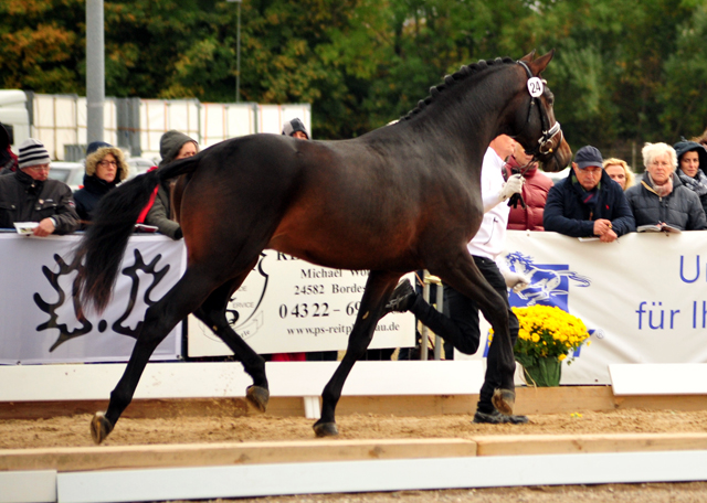 High Five - Trakehner Prmienhengst 2016  von Saint Cyr u.d. Hanna v. Summertime  - Foto: Beate Langels -
Trakehner Gestt Hmelschenburg