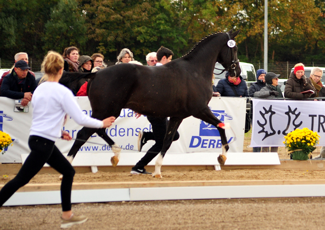 Guardiola - zweijhriger Hengst von Saint Cyr u.d. Greta Garbo - 14. Juli 2016  - Foto: Beate Langels -
Trakehner Gestt Hmelschenburg