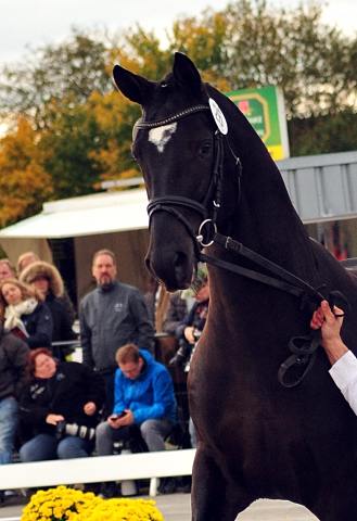 Guardiola - zweijhriger Hengst von Saint Cyr u.d. Greta Garbo - 14. Juli 2016  - Foto: Beate Langels -
Trakehner Gestt Hmelschenburg