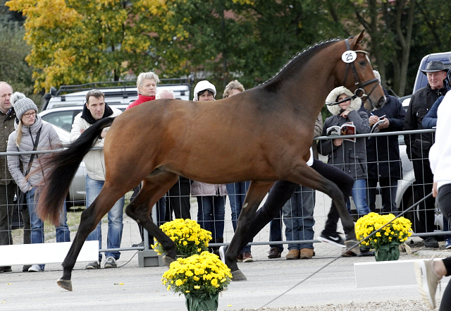 Kacyro - zweijhriger Hengst von Saint Cyr x Karena - 27. September 2016  - Foto: Beate Langels -
Trakehner Gestt Hmelschenburg