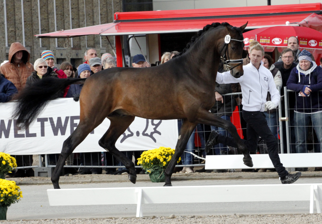 His Moment von Millenium - Le Rouge - Foto: Lune Jancke - Trakehner Gestt Hmelschenburg