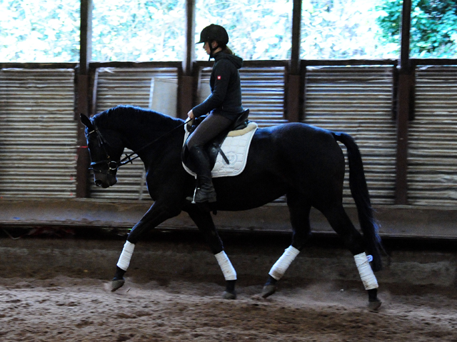 Kahlessi - Trakehner Stute von El Greco u.d. Pr.u.St.Pr.St. Kendra v. Freudenfest - Foto: Beate Langels -
Gest t Sch plitz
