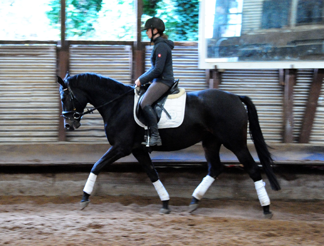 Kahlessi - Trakehner Stute von El Greco u.d. Pr.u.St.Pr.St. Kendra v. Freudenfest - Foto: Beate Langels -
Gest t Sch plitz