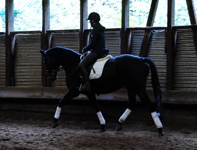 Kahlessi - Trakehner Stute von El Greco u.d. Pr.u.St.Pr.St. Kendra v. Freudenfest - Foto: Beate Langels -
Gest t Sch plitz