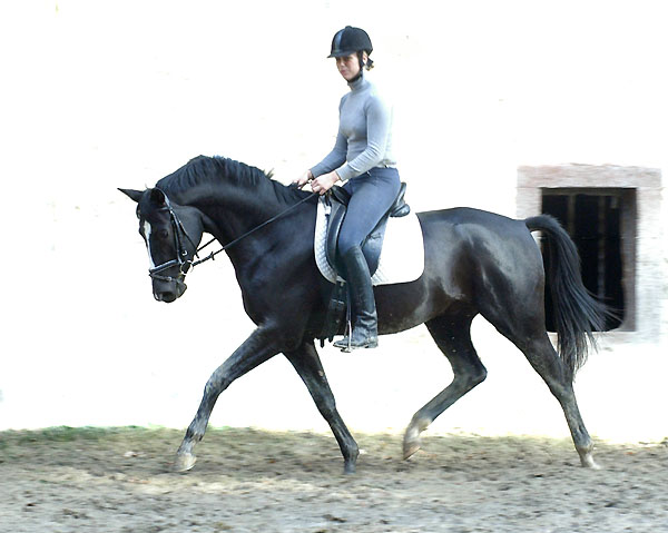 Made by Kostolany von Kostolany u.d. Moosblte v. Hohenstein - Trakehner Gestt Hmelschenburg, Foto: Beate Langels