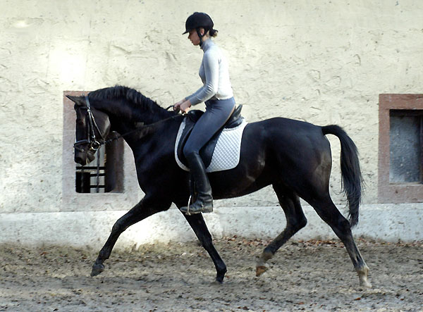 Made by Kostolany von Kostolany u.d. Moosblte v. Hohenstein - Trakehner Gestt Hmelschenburg, Foto: Beate Langels