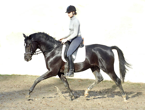 Made by Kostolany von Kostolany u.d. Moosblte v. Hohenstein - Trakehner Gestt Hmelschenburg, Foto: Beate Langels