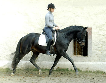 Trakehner GIOVANNI SILVA von Summertime u.d. Greta Garbo von Alter Fritz - Trakehner Gestt Hmelschenburg, Foto: Beate Langels