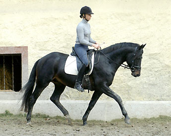 Trakehner GIOVANNI SILVA von Summertime u.d. Greta Garbo von Alter Fritz - Trakehner Gestt Hmelschenburg, Foto: Beate Langels