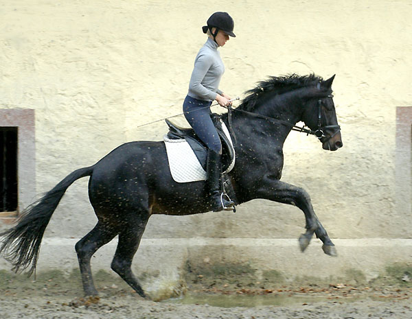 Trakehner GIOVANNI SILVA von Summertime u.d. Greta Garbo von Alter Fritz - Trakehner Gestt Hmelschenburg, Foto: Beate Langels