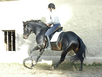 Trakehner GIOVANNI SILVA von Summertime u.d. Greta Garbo von Alter Fritz - Trakehner Gestt Hmelschenburg, Foto: Beate Langels