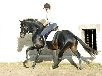 Trakehner GIOVANNI SILVA von Summertime u.d. Greta Garbo von Alter Fritz - Trakehner Gestt Hmelschenburg, Foto: Beate Langels