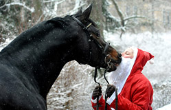 Trakehner Hengst Saint Cyr flirtet mit dem Weihnachtsmann