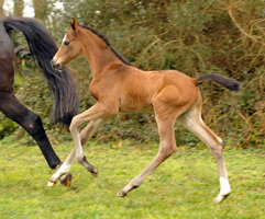 3 Tage alt: Stutfohlen von High Motin u.d. Pr.u.StPrSt. Schwalbenmagie v. Exclusiv - Foto: Langels