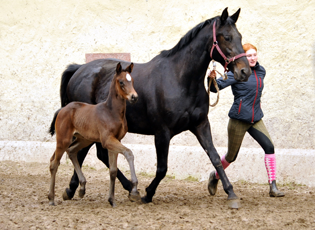 Stutfohlen von High Motion u.d. ESt. Vicenza v. Showmaster - Trakehner Gestt Hmelschenburg - Beate Langels