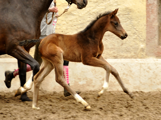 Stutfohlen von De Niro u.d. Schwalbendiva v. Totilas - Trakehner Gestt Hmelschenburg - Beate Langels