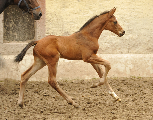 Hengstfohlen von High Motion x Imperio - Trakehner Gestt Hmelschenburg - Beate Langels
