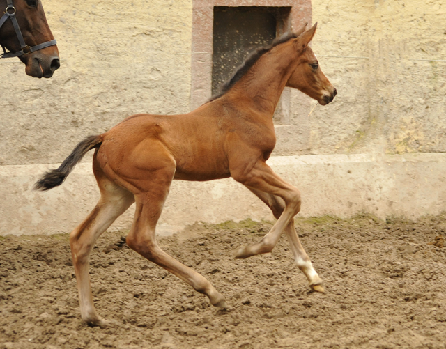 Hengstfohlen von High Motion x Imperio - Trakehner Gestt Hmelschenburg - Beate Langels